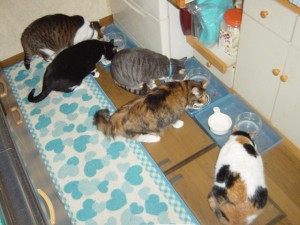 お食事中 お食事中