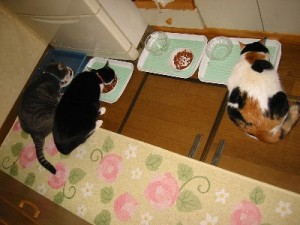 この頃のお食事 この頃のお食事