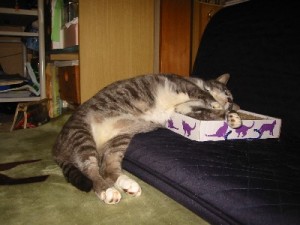 ココがよかと~ ココがよかと~