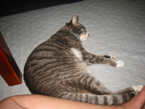 ねむいにゃ ねむいにゃ