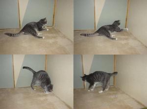 猫じゃらし