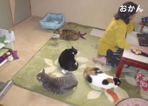 にゃんこの配置？