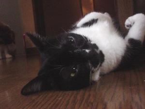 くーちゃん（＾ｍ＾）