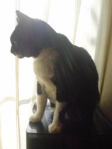 知らないのはくーちゃんだけ（＾ｍ＾）