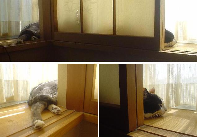 日向ぼっこ？？