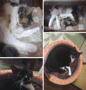 美夕とくーちゃんは一猫寝♪